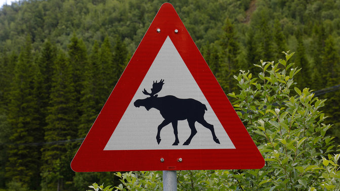 Znak ostrzegający o dzikich zwierzętach.