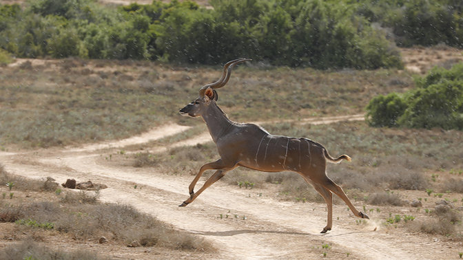 Kudu biegnące przez pustkowie Południowej Afryki.
